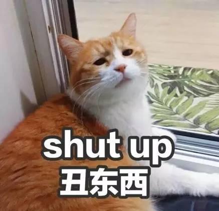 猫闭嘴丑东西gif动图_动态图_表情包下载_soogif