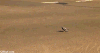 鸟 bird 过马路 小心