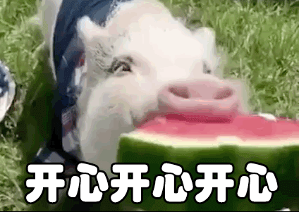 开心 猪 西瓜 馋 吃货 吃饭了