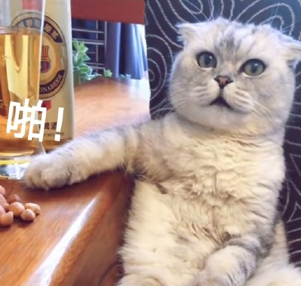 萌宠 喵星人 猫咪 饭圈 迷妹