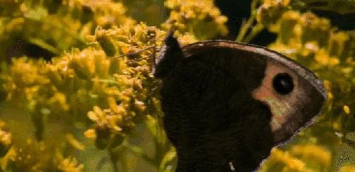 BBC壮美无边 吮食花蜜 昆虫 植物 纪录片 花丛 蝴蝶