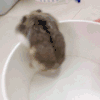 腿短 萌 可爱 越狱失败 蠢萌 尴尬