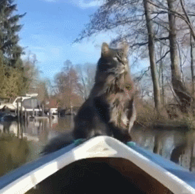 猫咪 看风景 蓝天 河水