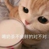 萌宠 猫星人 喝奶茶不会胖的 对不对 呆萌 可爱