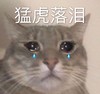萌宠 喵星人 猛虎落泪 难过想哭 憨憨 委屈