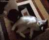 猫咪 狗狗 打架 搞笑