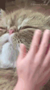 喵星人 大脸猫 可爱 惬意 抚摸 动物 猫