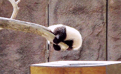 熊猫 攀爬 聪明 过关