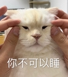 萌宠 猫星人 你不可以睡 不能睡 搞怪 逗