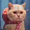 猫咪 凝重 萌萌哒 发呆