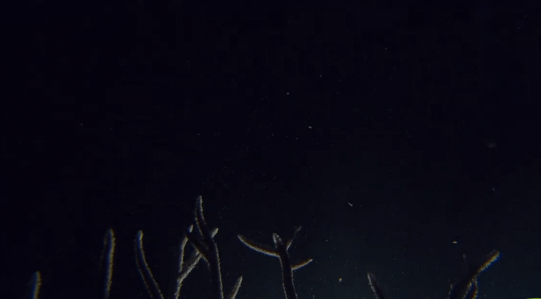 大堡礁 海底 珊瑚 记录片 风景