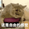 这是自由的感觉 猫咪 soogif soogif出品