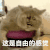 这是自由的感觉 猫咪 soogif soogif出品