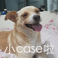 萌寵 汪星人 小case 開心 搞怪 逗