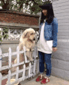 小狗 美女 可爱 毛茸茸