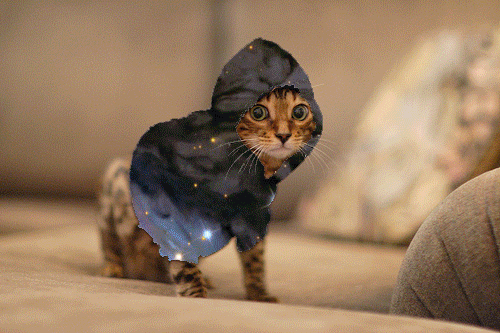 猫咪 可爱 调皮 喵星人