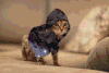 猫咪 可爱 调皮 喵星人