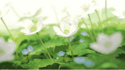 小花 白色 绿叶 漂亮