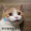 萌宠 猫星人 我好像理解错了 冒汗 呆萌 可爱