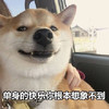 萌宠 汪星人 单身的快乐 你根本想象不到 呆萌 可爱