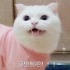 萌宠 猫星人 没想到吧 嘿嘿 搞怪 逗