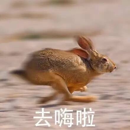兔子  奔跑  去嗨啦  斗图