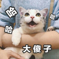 大傻子 猫咪 哈哈哈 可爱