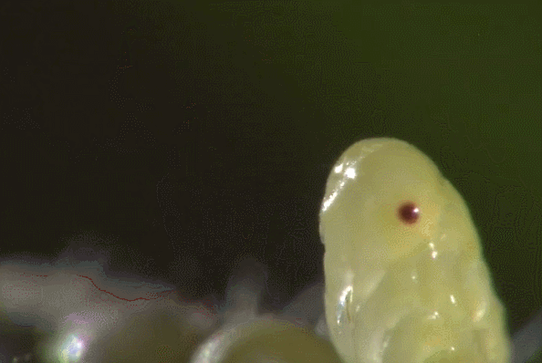 孵化 幼虫 昆虫 模仿大师：哥斯达黎加昆虫 纪录片