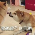 狗狗  咬舌头  略略略叫你略   搞笑