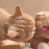 萌宠 猫星人 亲亲 爱你 呆萌 可爱