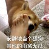 萌宠 汪星人 安静的当个舔狗 其他的我不管 呆萌 可爱