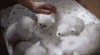 猫咪 幼崽 白色 抚摸