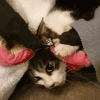 猫猫 搞笑 卖萌 恶搞