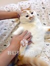 萌宠 猫星人 我们不会有好结果的 你放开我 呆萌 可爱