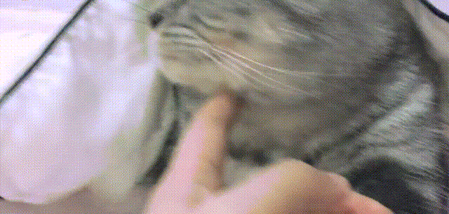 猫咪 手指 挠痒痒 转头