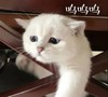 萌宠 猫星人 呜呜呜 难受 呆萌 可爱