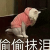 猫咪 伤心 偷偷 搞怪 可爱