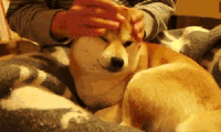 doge 柴犬 神烦狗 逗比 动漫