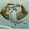 沙雕猫 猫咪 猫 可爱猫 猫表情包 猫咪表情包 小猫