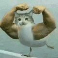 沙雕猫 猫咪 猫 可爱猫 猫表情包 猫咪表情包 小猫