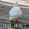 萌宠 鸭子 拜拜 休假了 搞怪 逗