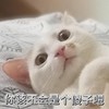 萌宠 猫星人 我该不会是个傻子吧 无奈 呆萌 可爱