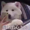 狗狗 手机  手指 啊我的心上狗