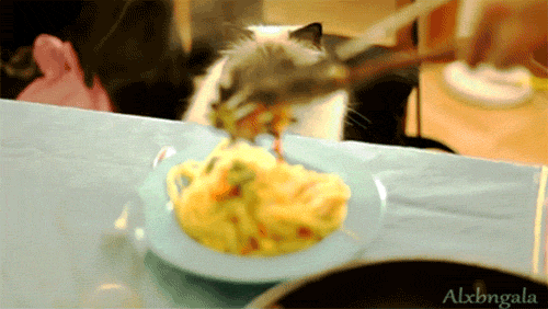 意大利面 pasta 猫咪 吃货