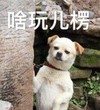 萌宠 汪星人 啥玩意啊 偷偷看 呆萌 可爱