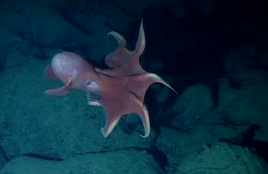 海底 章鱼 软体动物 蠕动