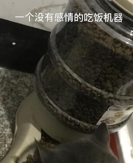 猫星人 可爱 魔性 沙雕 文字表情包