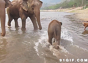 狗狗 玩水 大象 小象 逃跑