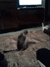 萌宠 猫咪 鄙视 跳上去