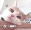 萌宠 猫星人 在干嘛 想不想我啊 呆萌 可爱